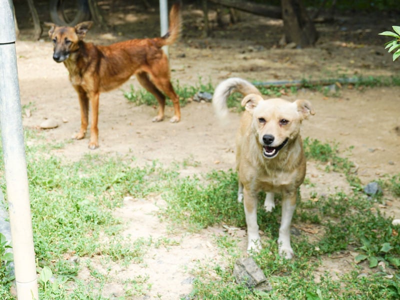 Verspielte und verschmuste INESSA - Traumhündin mit dem Potential zum Herzenshund