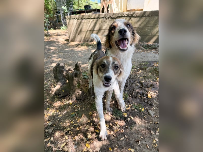 Zuckerschnute EMIL ist ein neugieriger und verspielter Hundebub