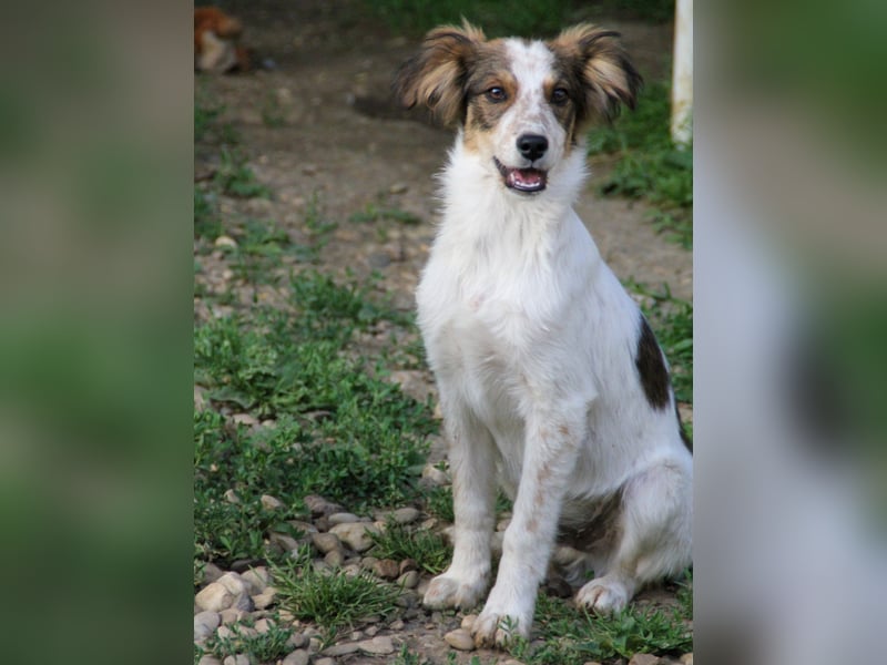 Zuckerschnute EMIL ist ein neugieriger und verspielter Hundebub