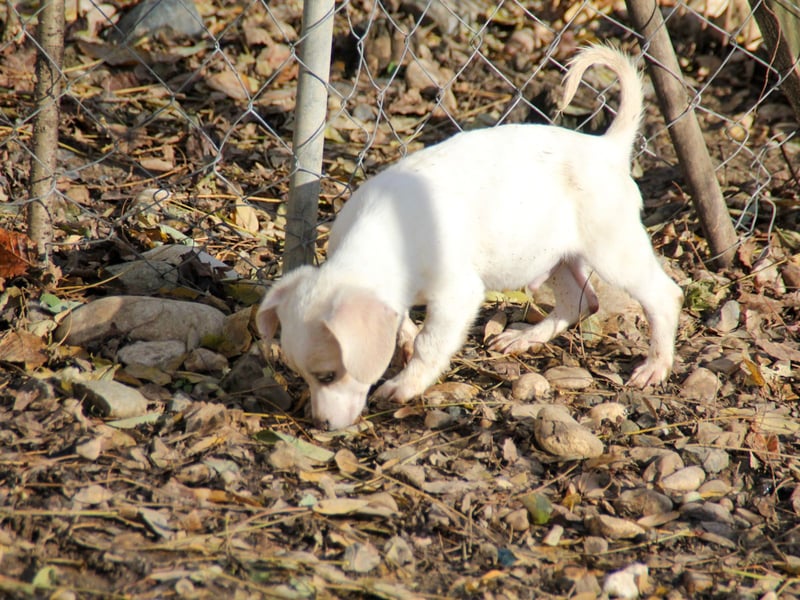 SKIPPER klein, frech, WUNDERBAR !