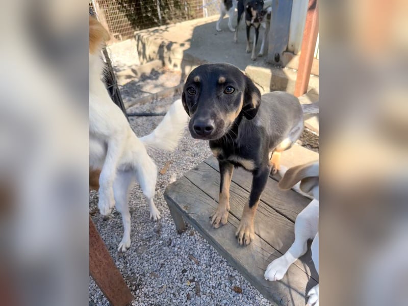 niedliche SMILLA - sucht ihren Herzensmensch niedliche SMILLA - sucht ihren Herzensmensch