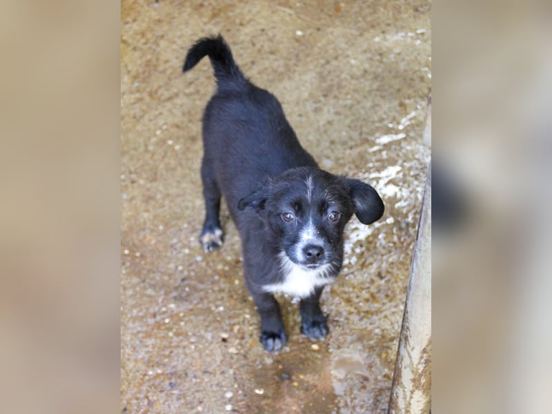 SUSHI - Knopfaugen zum Verlieben !!!