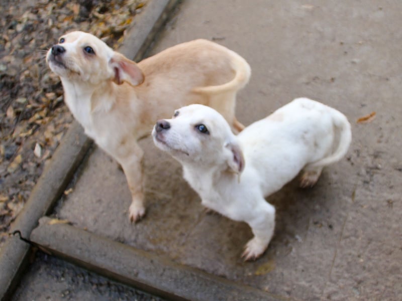 SKIPPER klein, frech, WUNDERBAR !