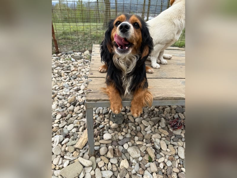 Bezaubernder zuckersüßer BOBISHA sucht sein Für-Immer-Zuhause