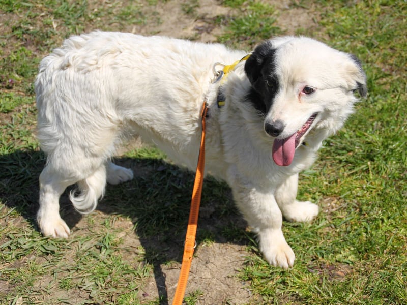 PUPIN einzigartig, lebensfroh - einfach PERFEKT !