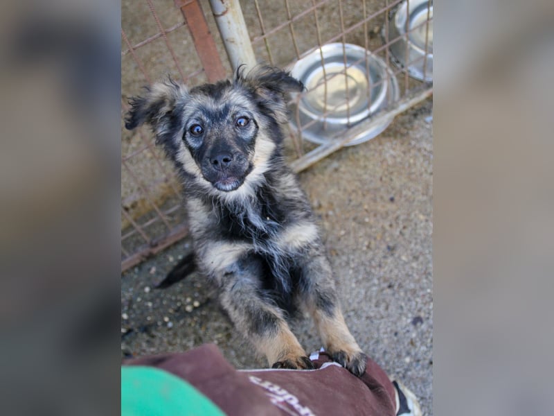 Entzückendes Hundemädel CASSI sucht liebevolles Zuhause