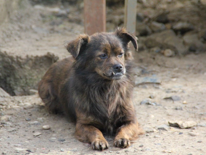 Kuckuck, wer schenkt Traumhündin EMILIJA ein liebevolles Zuhause? Kuckuck, wer schenkt Traumhündin EMILIJA ein liebevolles Zuhause?