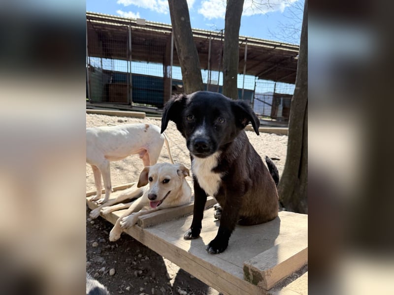 möchtest DU SASSY die Welt zeigen ?