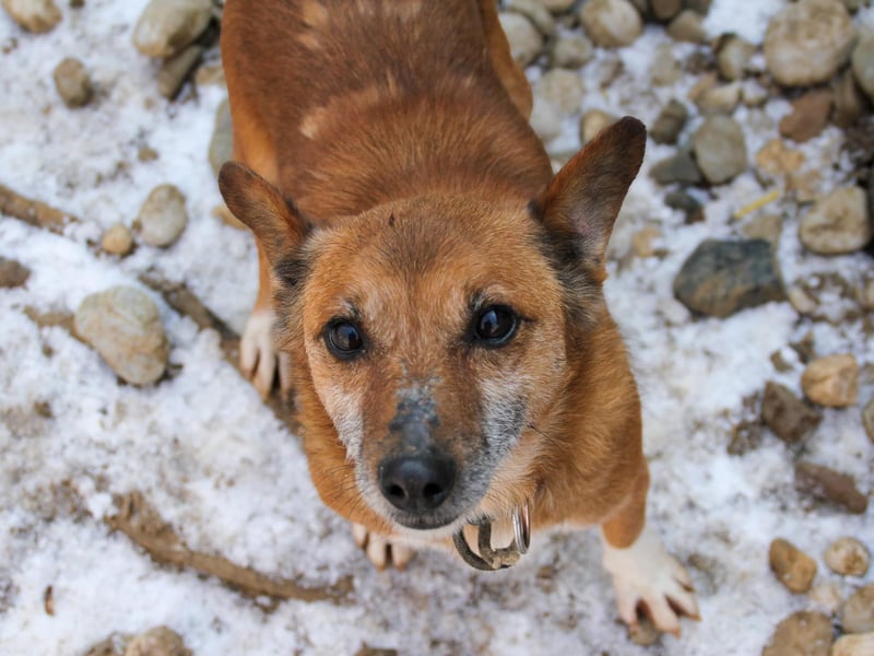 Kuckuck, zauberhafter AMON sucht liebevolle Familie Kuckuck, zauberhafter AMON sucht liebevolle Familie