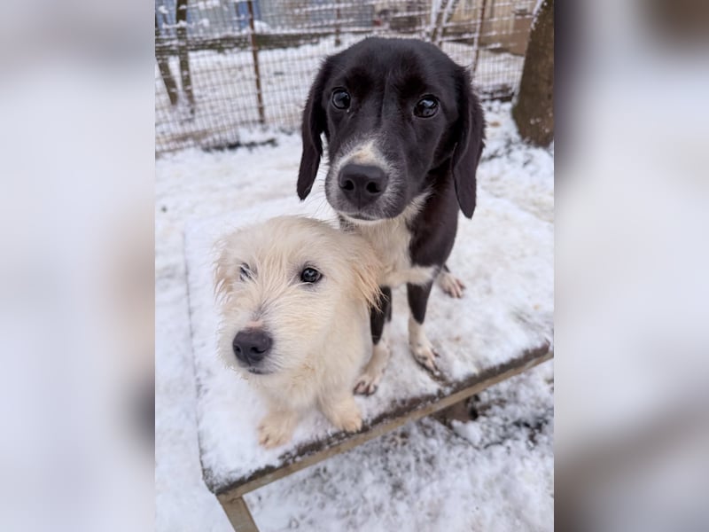 Zuckersüßer Hundebub KASPAR sucht liebevolles Zuhause