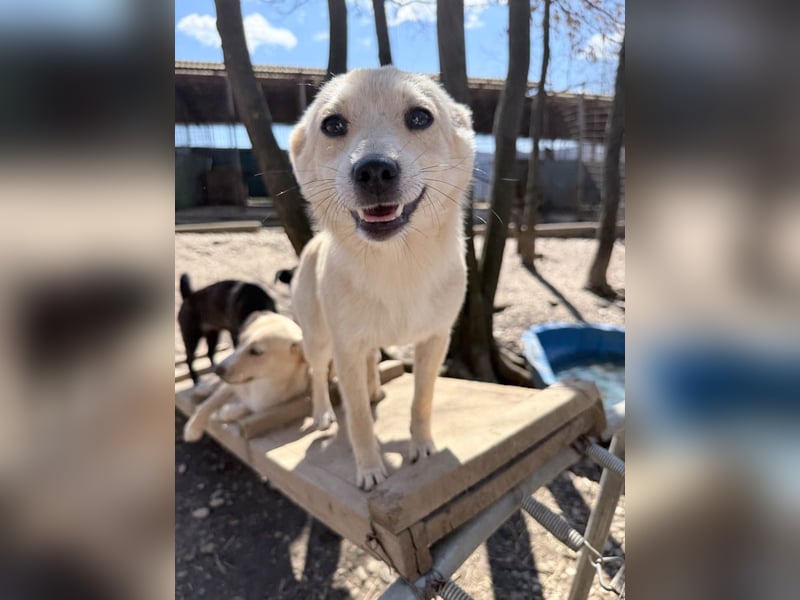 SUZUKI einzigartige Fellnase ;-)