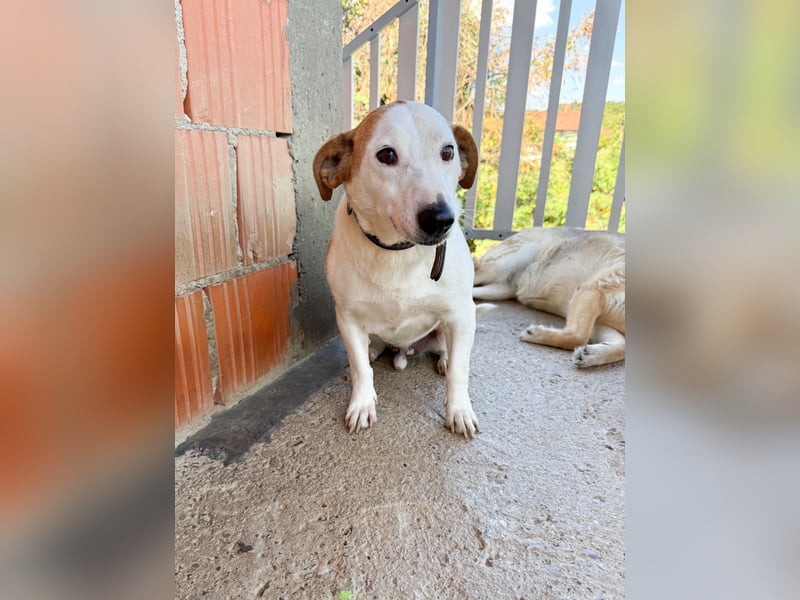 Ruhiger BEPI sucht sein Glück