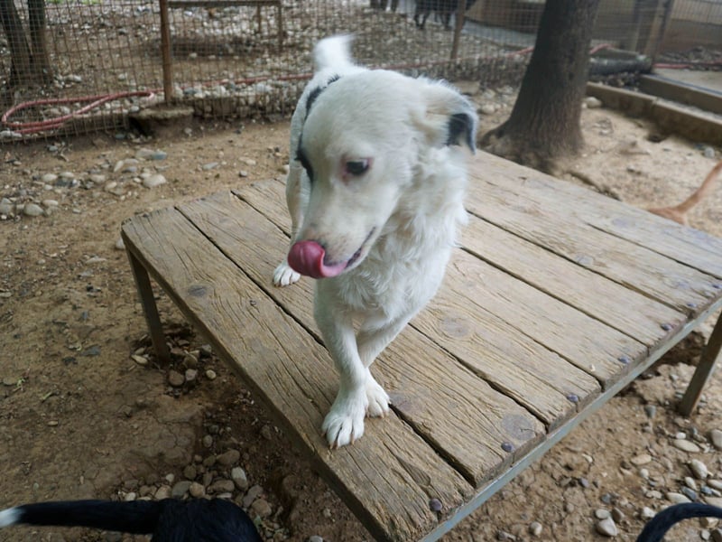 PUPIN, neugierig verspielt - bereit für viele Spiele- und Kuschelrunden