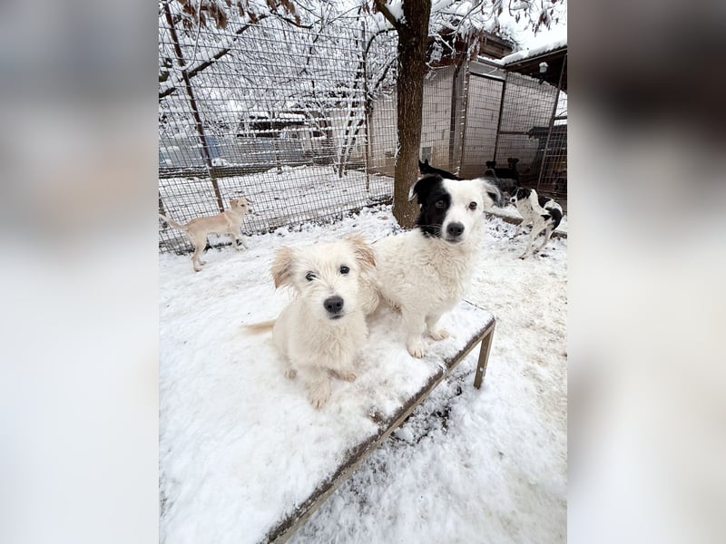 PUPIN einzigartig, lebensfroh - einfach PERFEKT !
