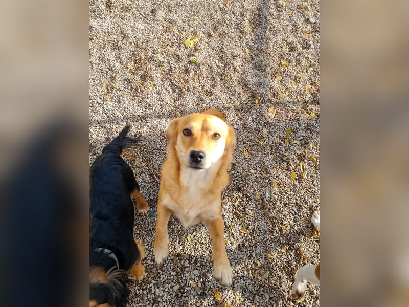 Kuschelfee SENA sucht Kuschelmenschen zum lieb haben
