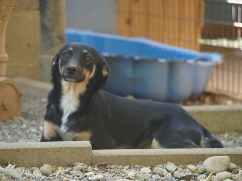 Schlaue Anika sucht ihr Für-Immer-Zuhause
