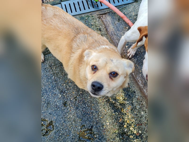 Verspielte und verschmuste INESSA - Traumhündin mit dem Potential zum Herzenshund