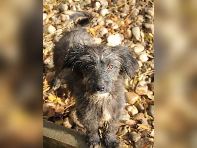 Freundlicher KAIRO möchte die Welt entdecken