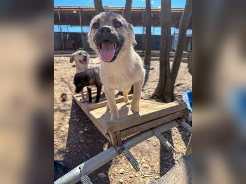SMOKY kleine Schnauze - großes Herz zum Verlieben !