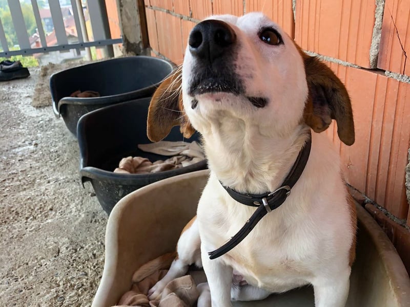 BEPI - Wer löst sein Ticket ins Glück und schenkt ihm ein liebevolles, ruhiges Zuhause