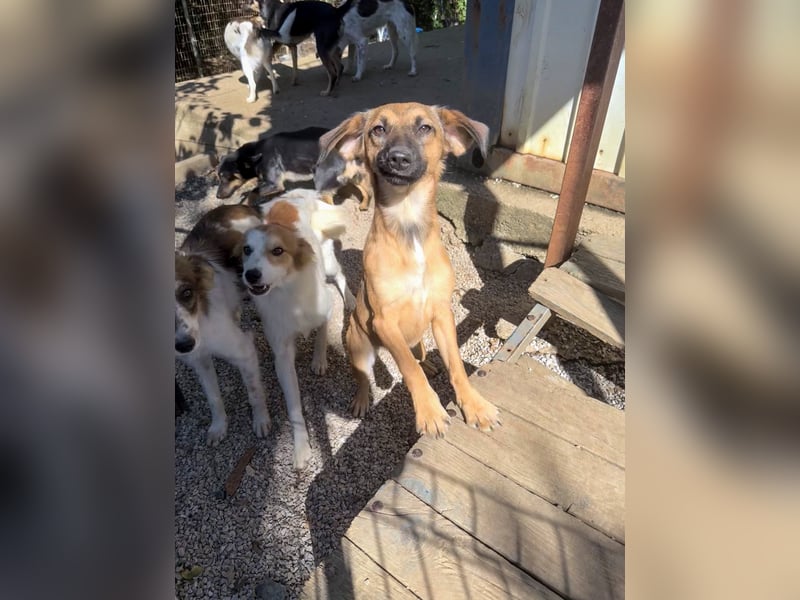 Schlaue ALMA sucht ein für immer Zuhause