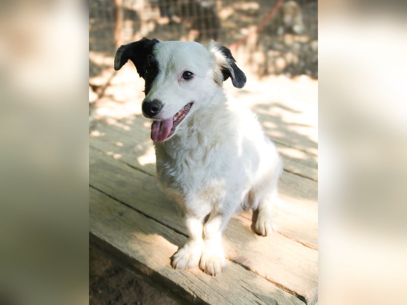 PUPIN, neugierig verspielt - bereit für viele Spiele- und Kuschelrunden