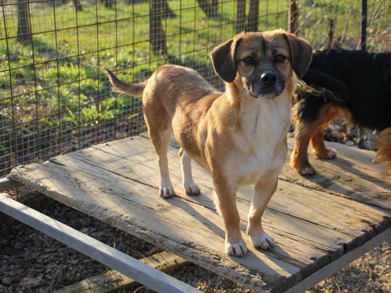 Herzensmensch gesucht - liebe MILLIE hofft den Jackpot Ausreise zu knacken