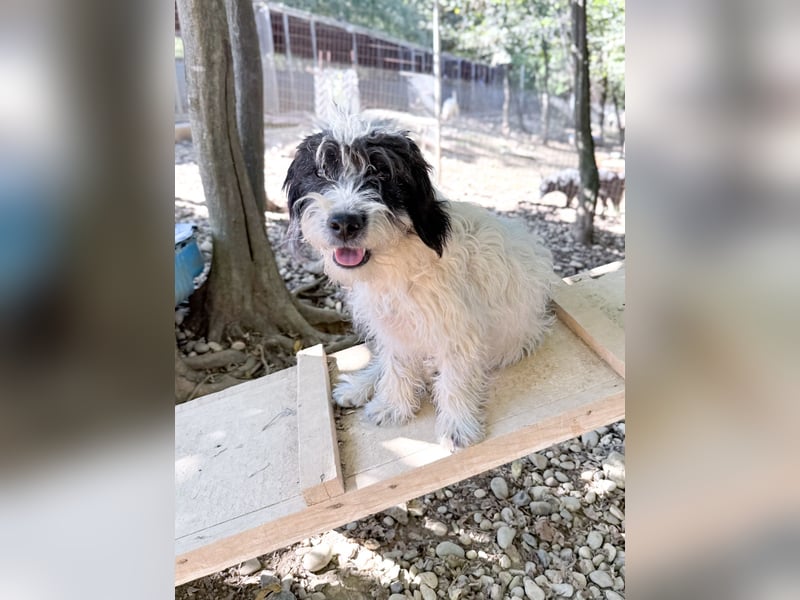 Traumprinz KELVIN ist ein fröhlicher und verspielter Hundebub