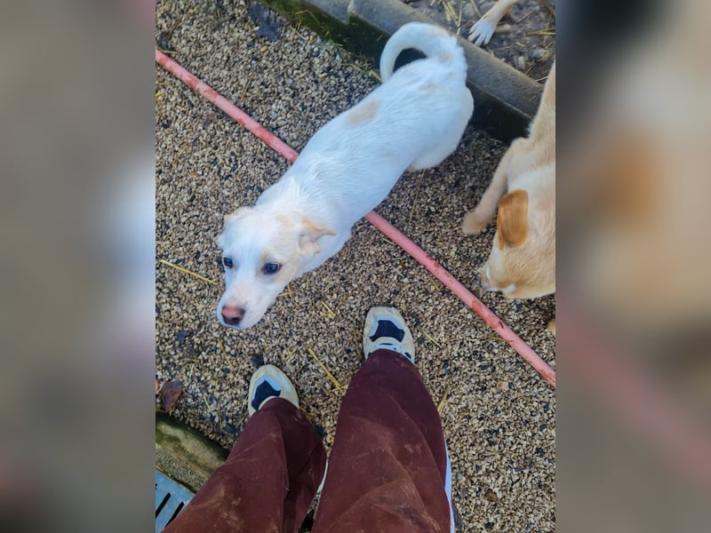 Aufgeweckter SKIPPER sucht aktive Menschen zum Spielen und Toben