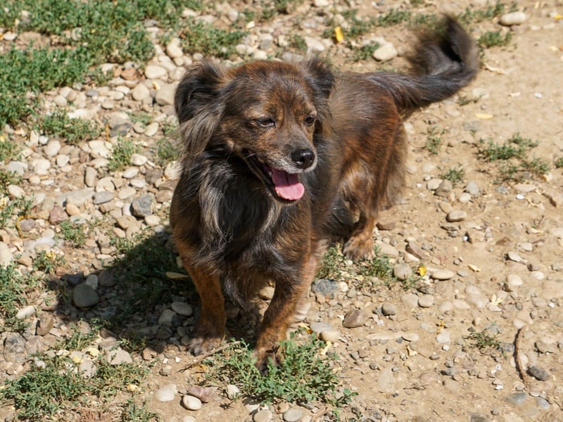 Kuckuck, wer schenkt Traumhündin EMILIJA ein liebevolles Zuhause?