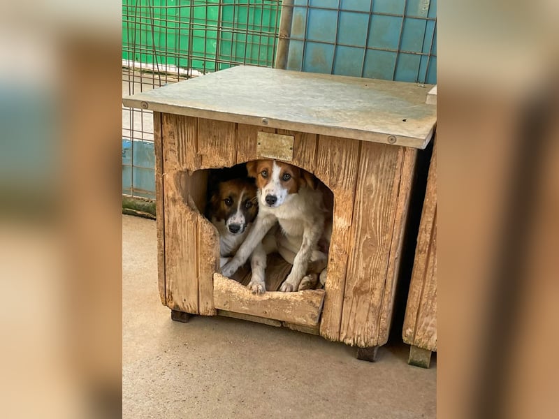 Zuckersüßer FRIEDRICH wartet auf Dich