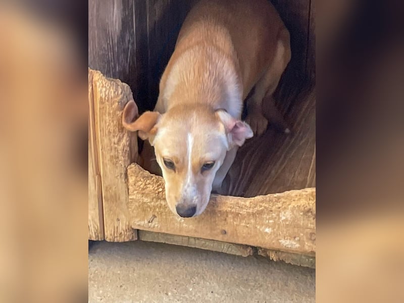 Aufgeweckte SASSY will endlich das Leben außerhalb des Tierheims kennenlernen. Zeigst du es ihr?