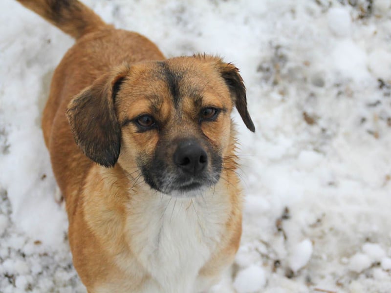 Herzensmensch gesucht - liebe MILLIE hofft den Jackpot Ausreise zu knacken