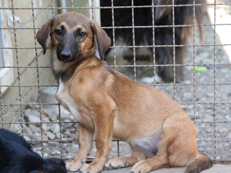 Schlaue ALMA sucht ein für immer Zuhause