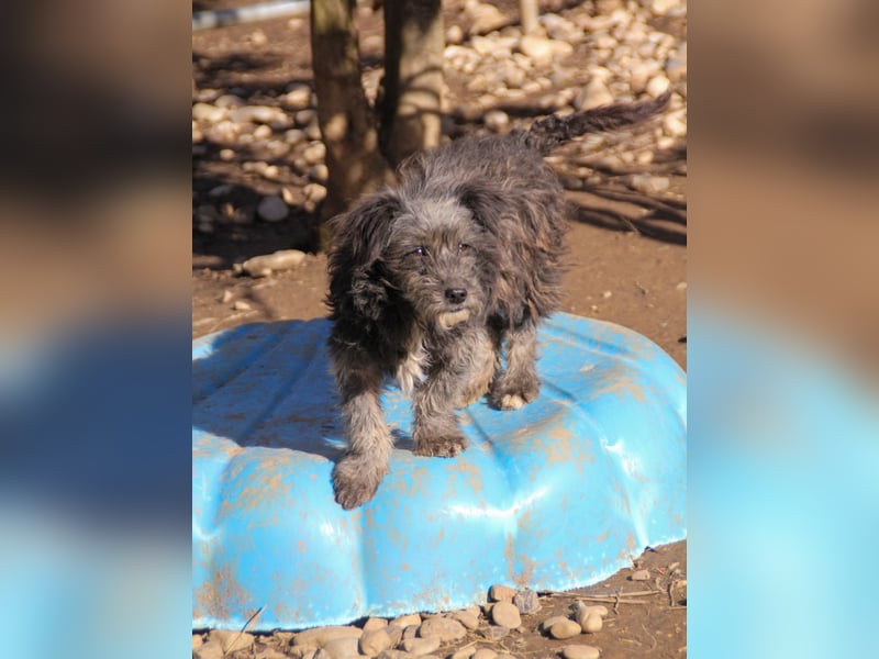 Wuschelkopf KEANU sucht Familie zum Spielen und Toben