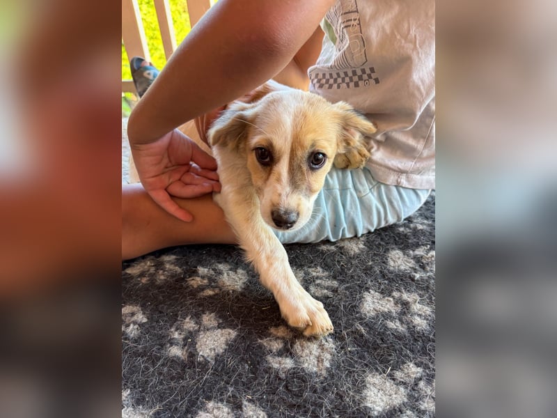 süße NASTYA sucht Ihr eigenes Zuhause