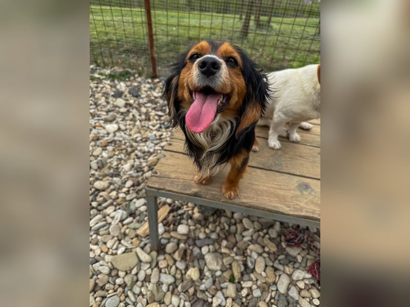 Bezaubernder zuckersüßer BOBISHA sucht sein Für-Immer-Zuhause