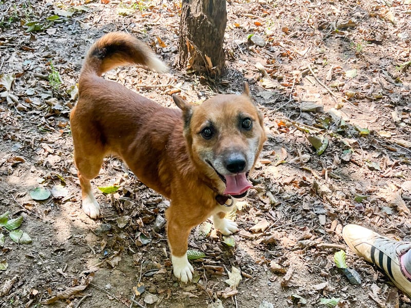 Kuckuck, zauberhafter AMON sucht liebevolle Familie Kuckuck, zauberhafter AMON sucht liebevolle Familie