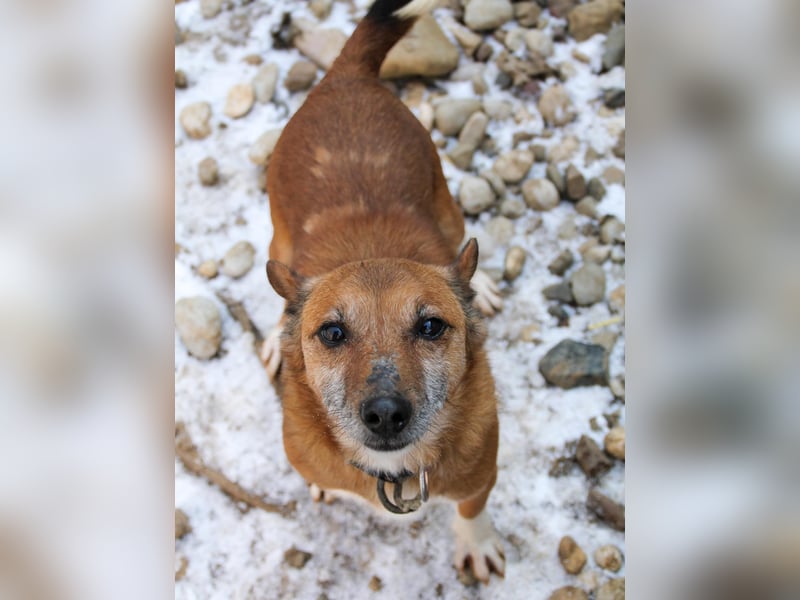 Kuckuck, zauberhafter AMON sucht liebevolle Familie Kuckuck, zauberhafter AMON sucht liebevolle Familie