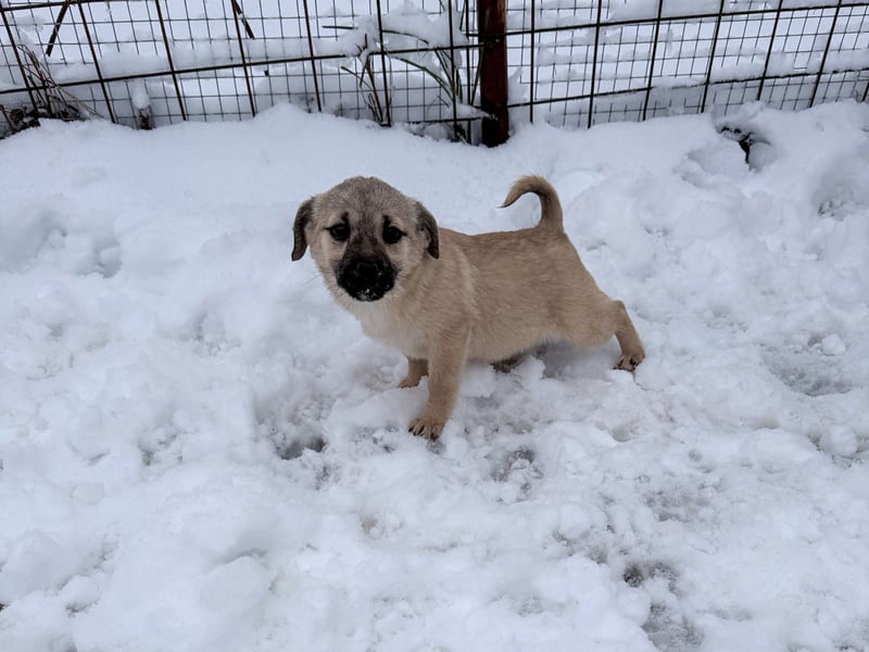 SMOKY kleine Schnauze - großes Herz zum Verlieben !