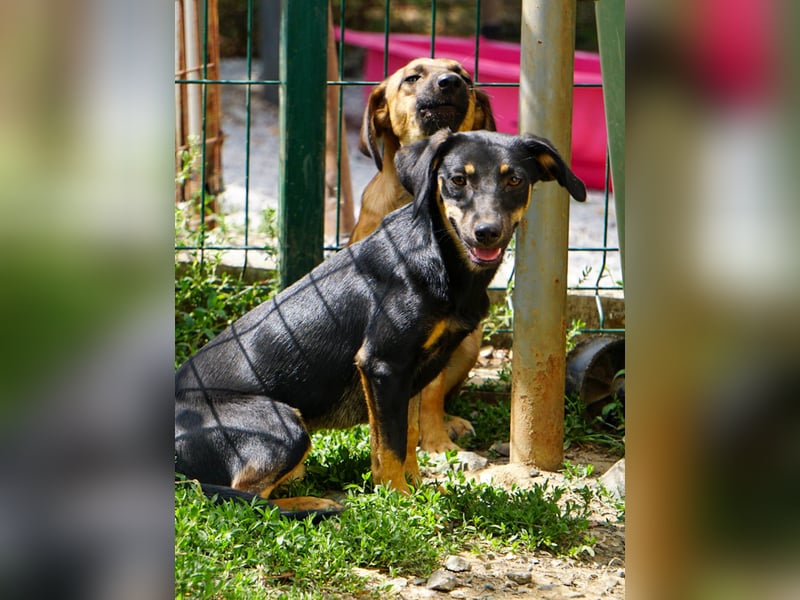 ruhige SMILLA möchte Weltentdeckerin werden wenn sie groß ist ;-)