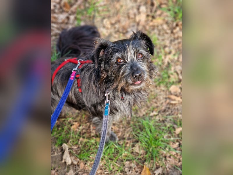 RAMONA, schon MAMA aber selbst noch auf der Suche nach Ihrem großen Glück - EIGENE HUNDEELTERN !