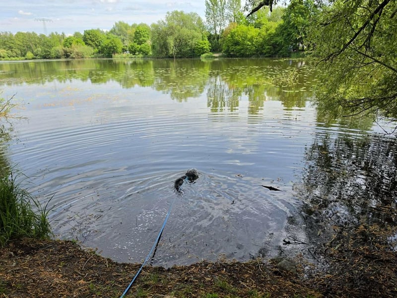 Verspielter Hunde-Opi BUDDY kann in 29413 Dähre kennengelernt werden