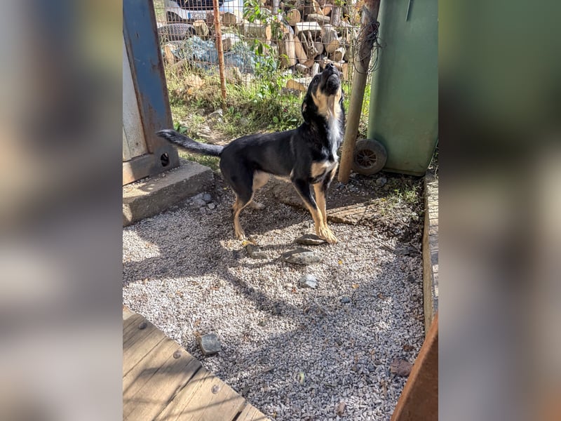 Neugierige ANIKA– ein Traum auf vier Pfoten