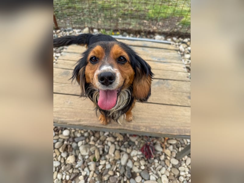 Bezaubernder zuckersüßer BOBISHA sucht sein Für-Immer-Zuhause