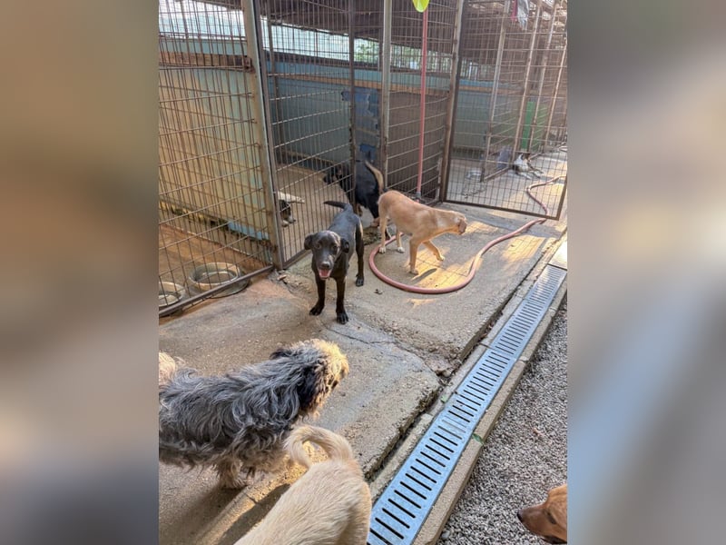 Wuseliger GRADY sucht ein Zuhause zum Großwerden! Vielleicht bei dir?