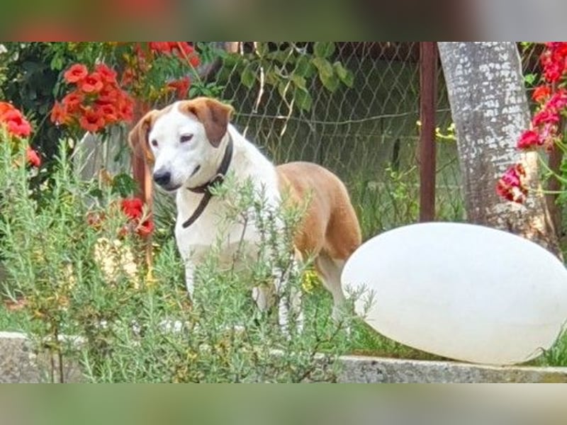 Ruhiger BEPI sucht sein Glück