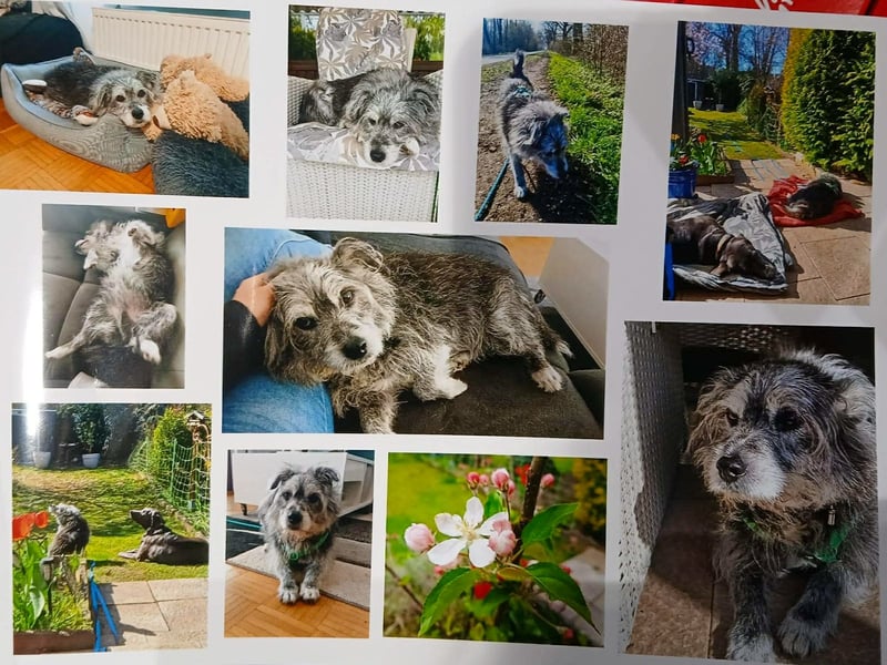 Verspielter Hunde-Opi BUDDY kann in 29413 Dähre kennengelernt werden