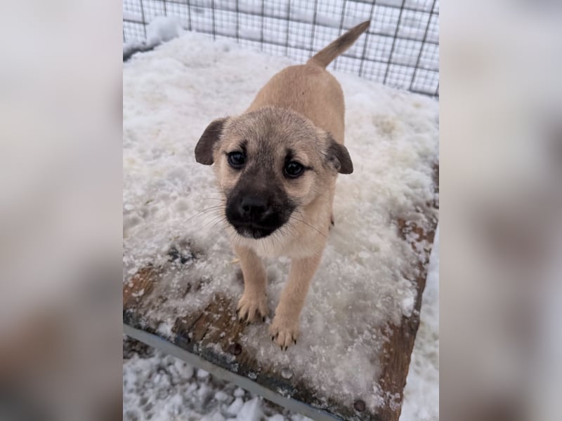 SMOKY kleine Schnauze - großes Herz zum Verlieben !