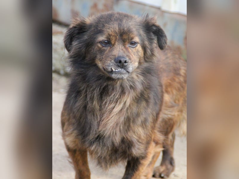 Kuckuck, wer schenkt Traumhündin EMILIJA ein liebevolles Zuhause?